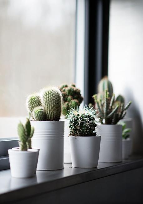 Los cactus como punto focal.