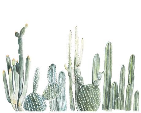 Los cactus como punto focal.
