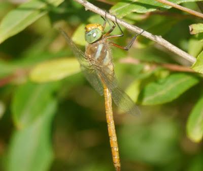 La libélula marrón