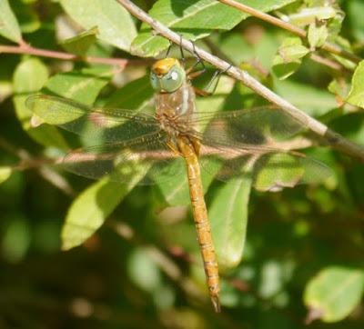 La libélula marrón