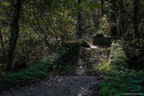 El viejo puente del bosque