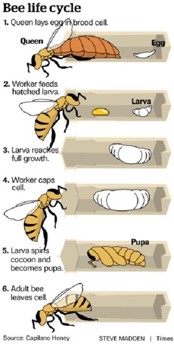 IMAGENES CICLO BIOLOGICO DE LA ABEJA - IMAGES CYCLE BIOLOGIC OF THE BEE.