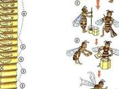 Imagenes ciclo biologico abeja images cycle biologic bee.