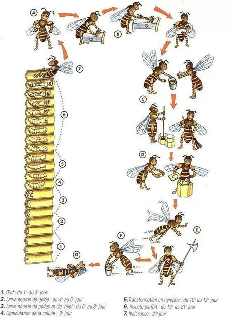 IMAGENES CICLO BIOLOGICO DE LA ABEJA - IMAGES CYCLE BIOLOGIC OF THE BEE.