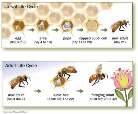IMAGENES CICLO BIOLOGICO DE LA ABEJA - IMAGES CYCLE BIOLOGIC OF THE BEE.