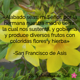 El llamado de la -Casa Común-