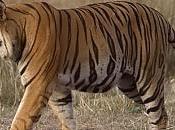 Sobre tigre Terra Natura