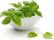 producto herbolario: Albahaca