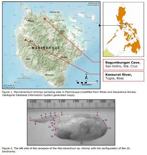 Crustáceos de cuevas de Filipinas