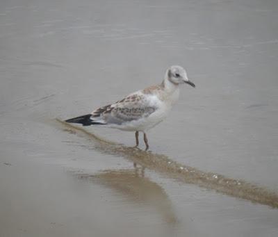 Los primeros juveniles en migración