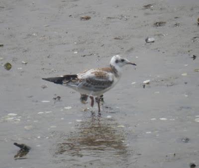 Los primeros juveniles en migración