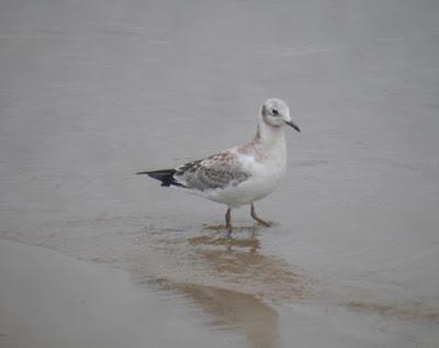 Los primeros juveniles en migración