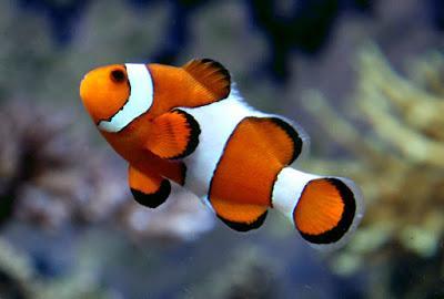 Cine Ambiental; Buscando a Nemo