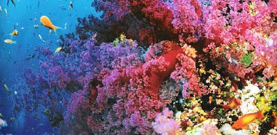 Cine Ambiental; Buscando a Nemo