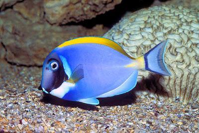 Cine Ambiental; Buscando a Nemo
