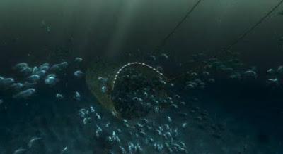 Cine Ambiental; Buscando a Nemo