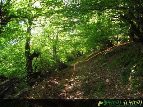 Giro en el bosque en Pandevilla