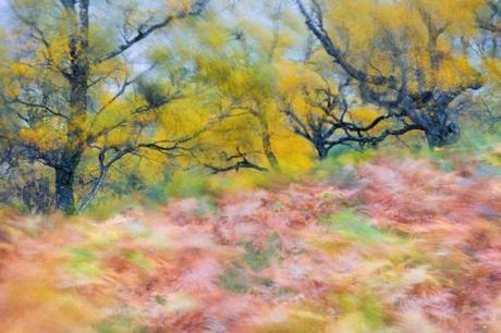 Fortunato Gatto De Largs