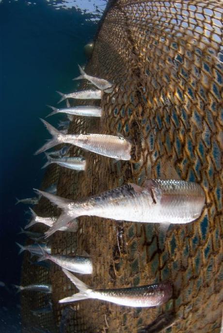 Francisco Javier Murcia Requena De San Pedro Del Pinatar Murcia