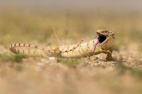 Mohammad Murad De Hateen