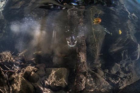 Robert M Lehmann De Kiel Schleswig Holstein