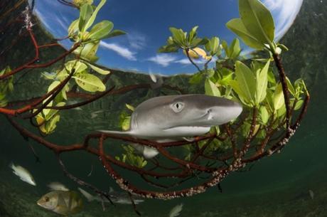 Shane Gross De Regina Saskatchewan