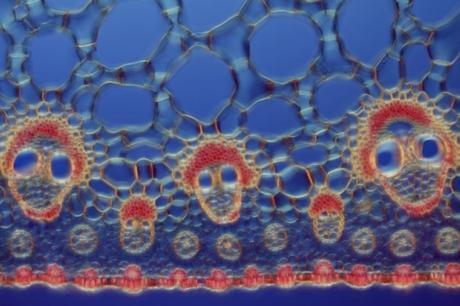 David Maitland De Feltwell