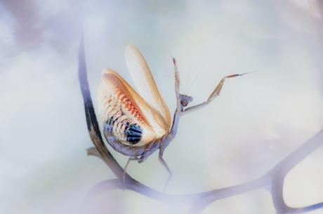 Lorenzo Shoubridge De Lido Di Camaiore