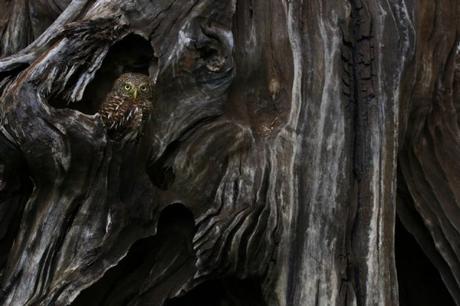 Yuan Minghui De Wuhan Hubei