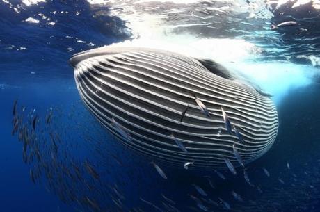 Francis Perez De Puerto De La Cruz Santa Cruz De Tenerife