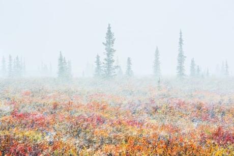 Fortunato Gatto De Largs Ii