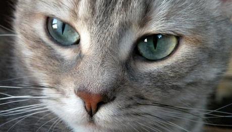 conjuntivitis en gatos