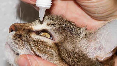 conjuntivitis en gatos