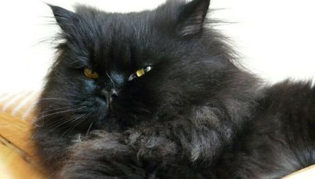 conjuntivitis en gatos