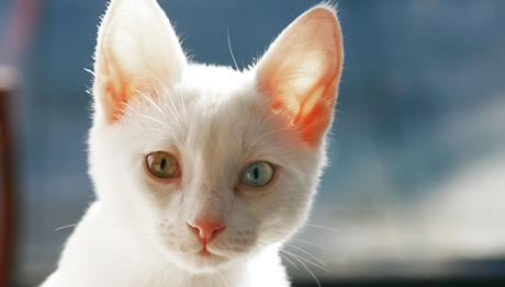 conjuntivitis en gatos