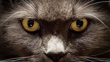 conjuntivitis en gatos
