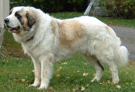 Mastín español (fotografía)