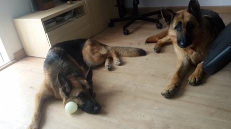 perros-pastor-alemán