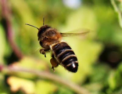 BUSCAN PROTEGER LA ABEJA IBERICA - SEEKING TO PROTECT THE BEE IBERICA.