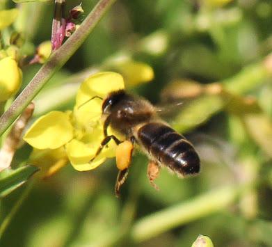 BUSCAN PROTEGER LA ABEJA IBERICA - SEEKING TO PROTECT THE BEE IBERICA.