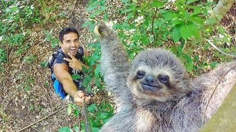 Rio tour guide takes charming sloth selfie