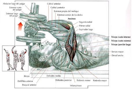ejercicios para tríceps
