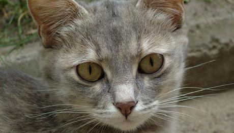 los gatos con diarrea