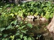 Agua verano
