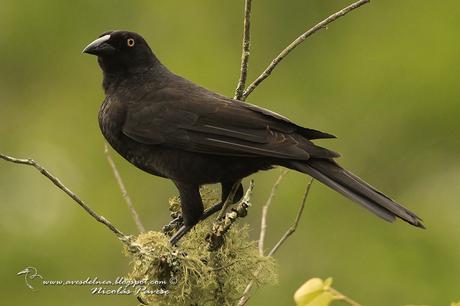Tordo gigante (Giant-Cowbird) Molothrus oryzivorus
