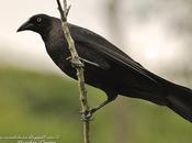 Tordo gigante (Giant-Cowbird) Molothrus oryzivorus