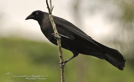 Tordo gigante (Giant-Cowbird) Molothrus oryzivorus