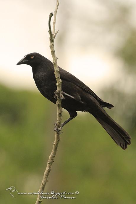 Tordo gigante (Giant-Cowbird) Molothrus oryzivorus