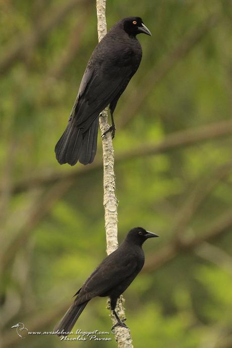 Tordo gigante (Giant-Cowbird) Molothrus oryzivorus
