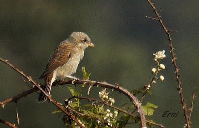 CON ESTOS CALORES Y YA HA COMENZADO LA MIGRACIÓN POSTNUPCIAL